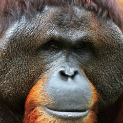 Borneo Rainforest: Orangutan, Gibbon, Birds, Empress Cicada