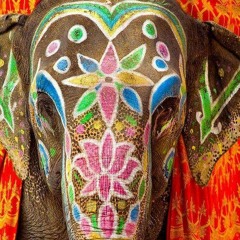 Elephungus (sample)