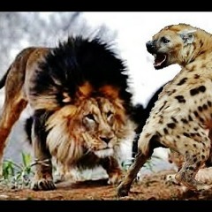 Lions And Hyenas