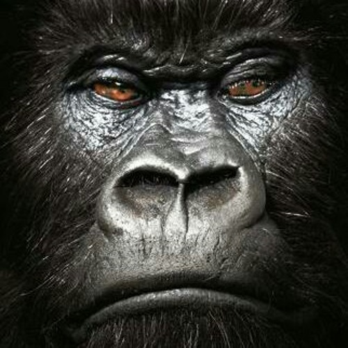GORILLA.mp3