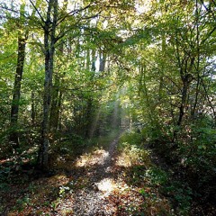 The Colour Of Silence