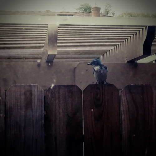 The Garbage Barge - Pass The Buck