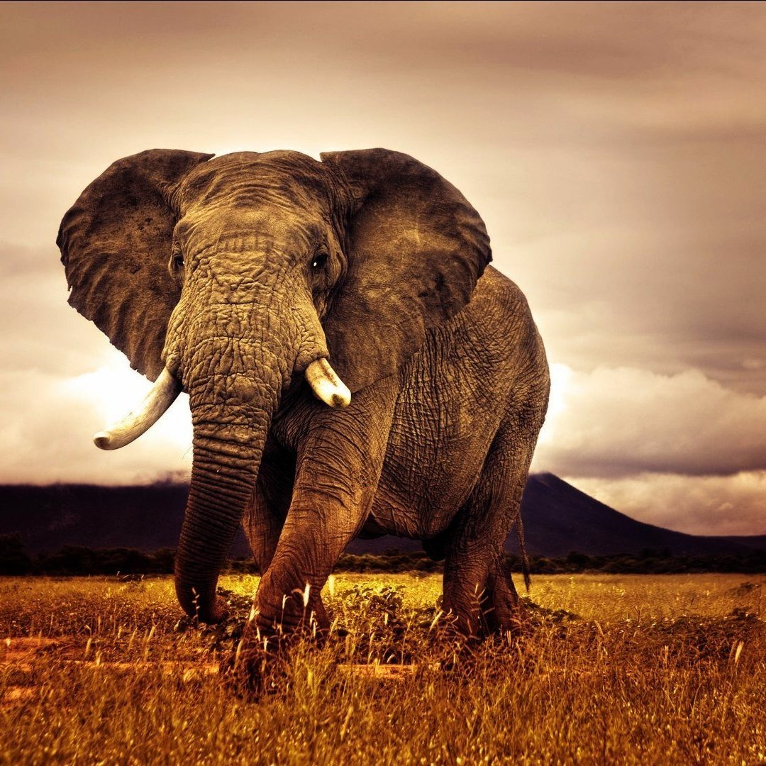 Elephant episode artwork
