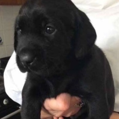 Stream episode Libby by Glenn Carey podcast Listen online for free on