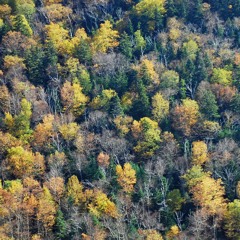 #TNAM (The Niches And Monopolies) --- SynTalk