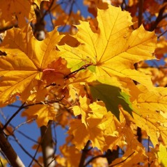 Буйнов -Падают листья
