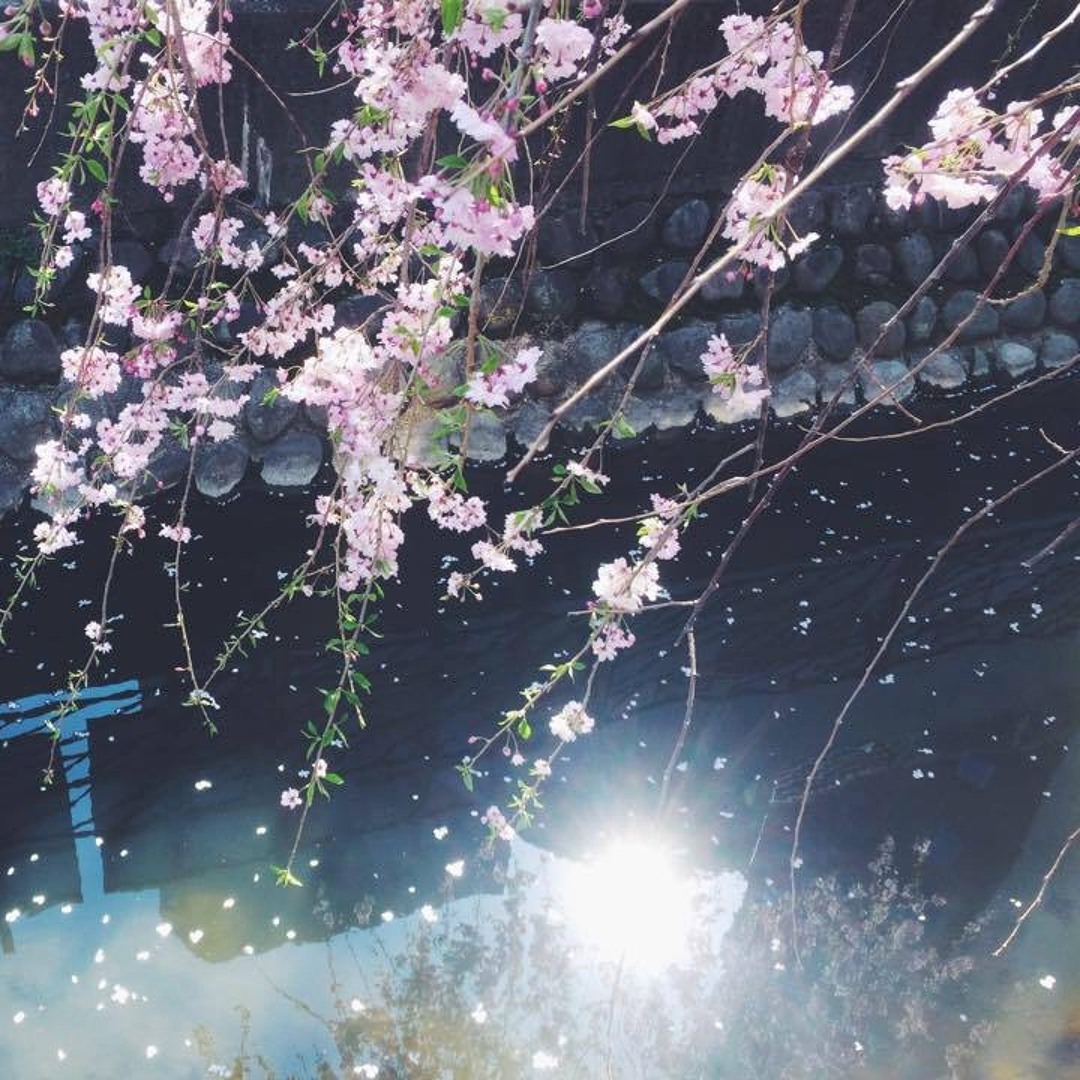 12 & 1 SONG | Janis Crunch & haruka nakamura | KITCHEN. LABEL