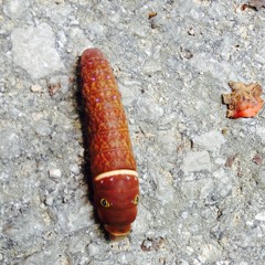 Peace & Love - Tribal Yearnings