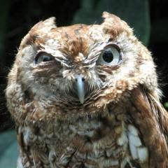 Lonely owl