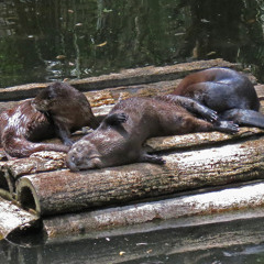 MidiPunk & Pro.Tone - Too Hot To Swim (boiled rmx)