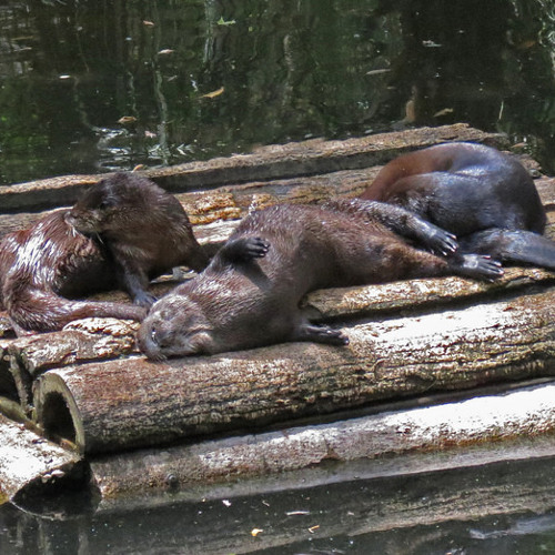 MidiPunk & Pro.Tone - Too Hot To Swim (boiled rmx)