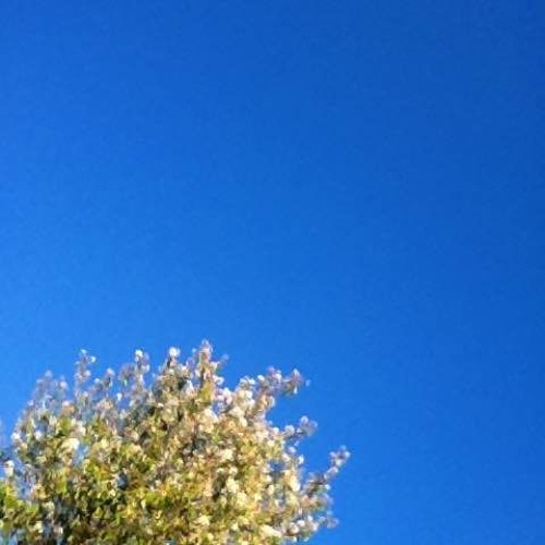 B L U E  D E L I G H T