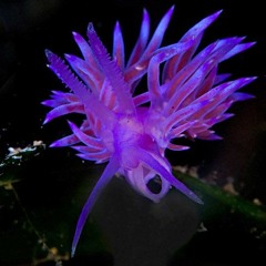 signalis