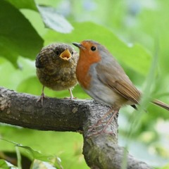 ياخيّ قلبي موجوع