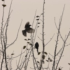 Birds In Winter