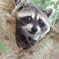 Raccoon Mememe
