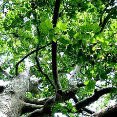 The Girl And The Dreamcatcher - My Way (AUDIO)