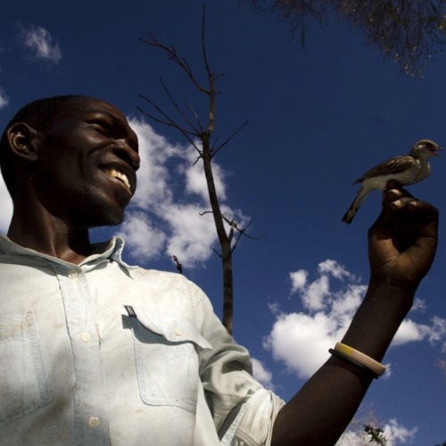 The Honey-Hunter & Honeyguide