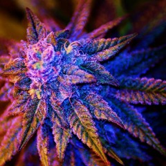 Sound Flower ~ Sister Gathering 21-5-16 DJ MIX