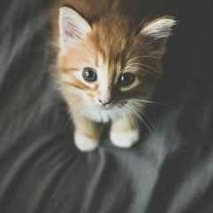 The Neighbourhood - Sweater Wheather (Acoustic Cover)