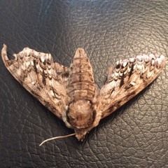 Loop Station A 2.0 (7_26_16 at Be Here Now)