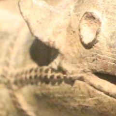 music for a colonial art museum (for voice and piano ges[ch]icht])