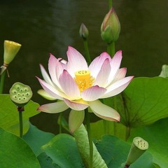 lotus blossom