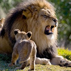 FOE - Lion
