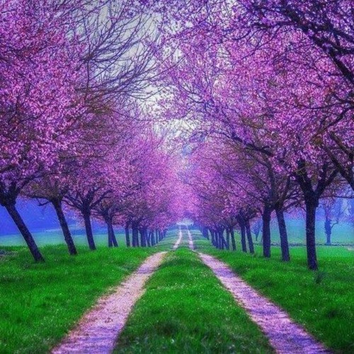 Journey to Forever
