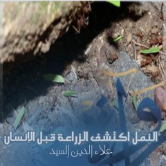 رُواة | النمل اكتشف الزراعة قبل الإنسان - علاء الدين السيد