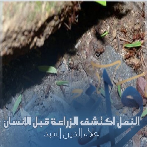 رُواة | النمل اكتشف الزراعة قبل الإنسان - علاء الدين السيد