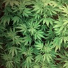 Viva Marijuana - reggae/dancehall mix