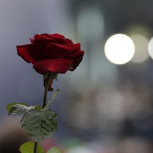 مقتطف من كتاب خذني إلى المسجد الأقصى __أيمن العتوم