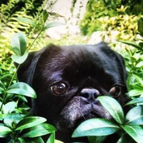 Jungle Wuvv