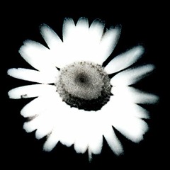 Angel (I Think One Came)