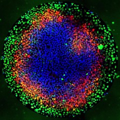 [Spin-D11] Human Embryonic Stem Cells