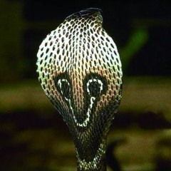 Cobra