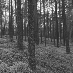 Through the Woods (to grandmother's house we go)(demo) *headphones recommended*