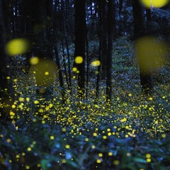 Lightning Bugs (Acoustic Soundtrack)