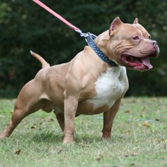 Pitpull - LimonHead Ft. Soopa Mooni Downs