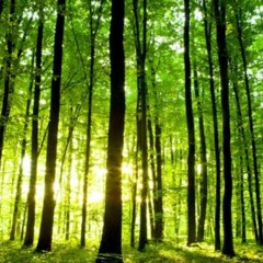 Fake Plastic Trees (Radiohead cover)