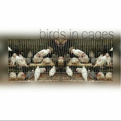 Birds In Cages