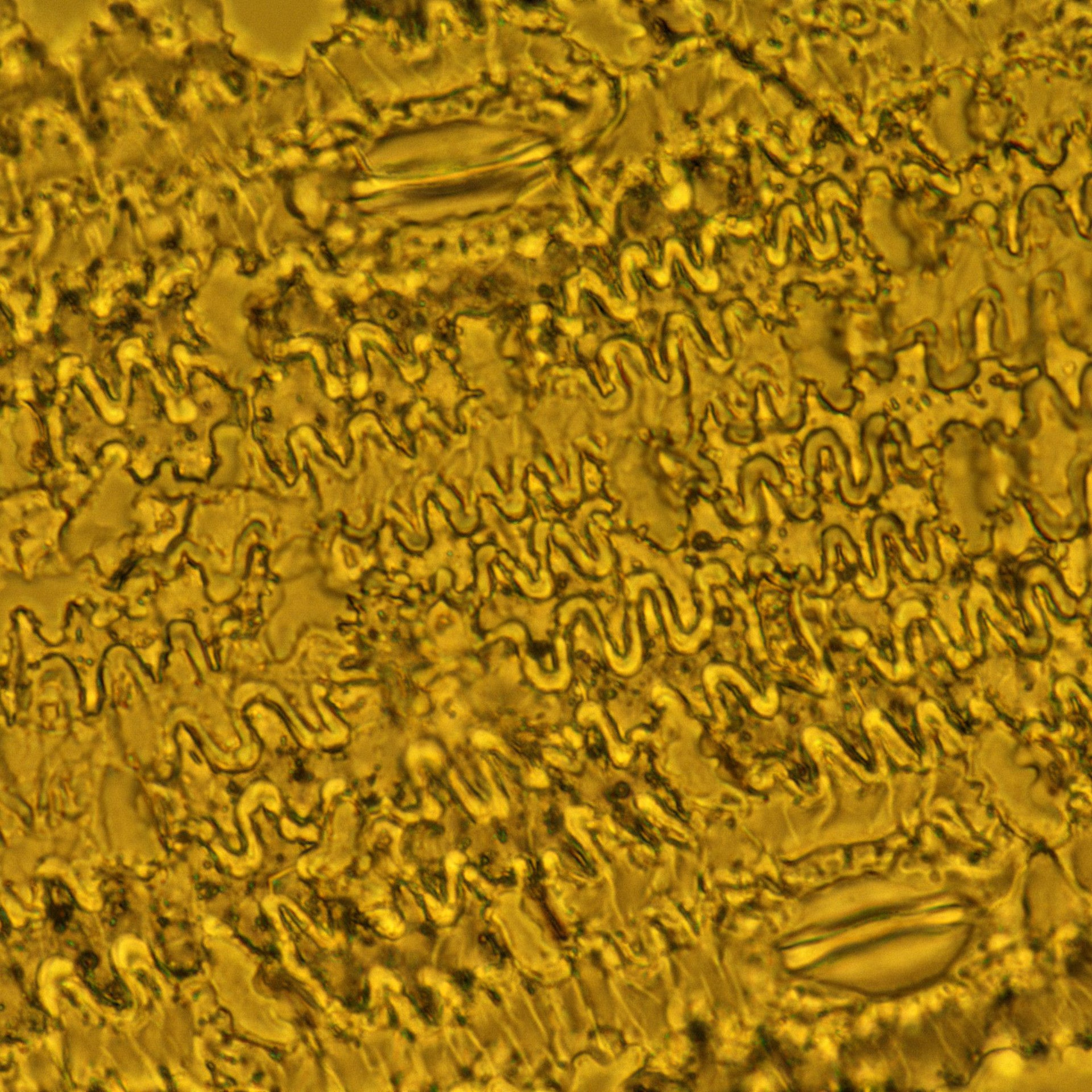 FE: Julia Cooke and Ken Thompson on plant silicon