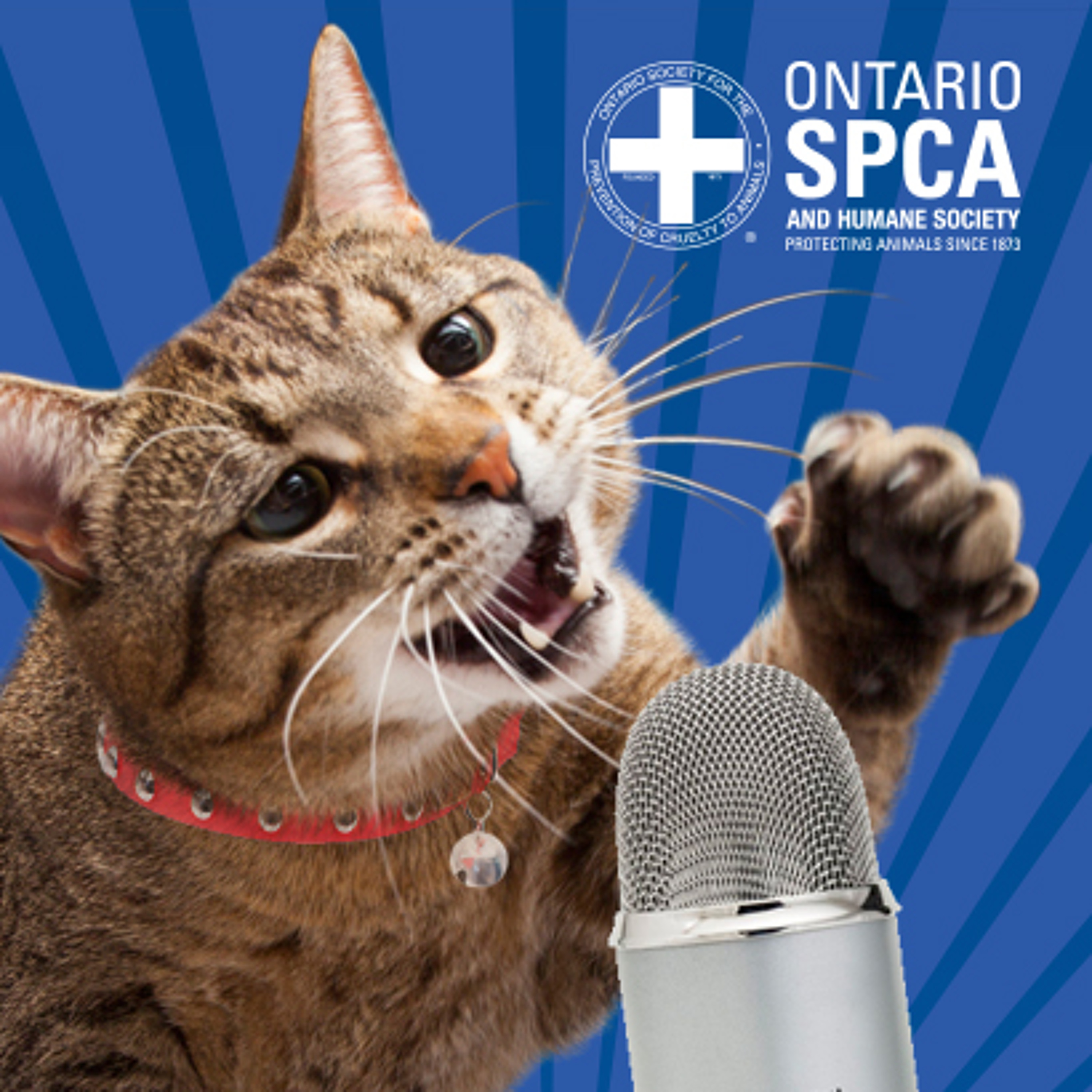 Ontario SPCA - Talking all things animal-related!