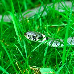 Love Love Love (Mountain Goats ukulele cover)