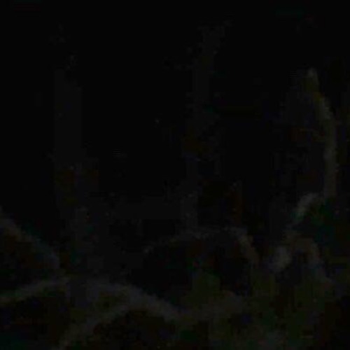 Canopy
