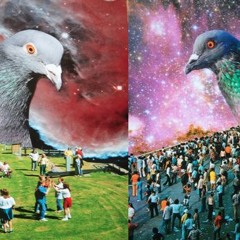 pigeons/flight (original)
