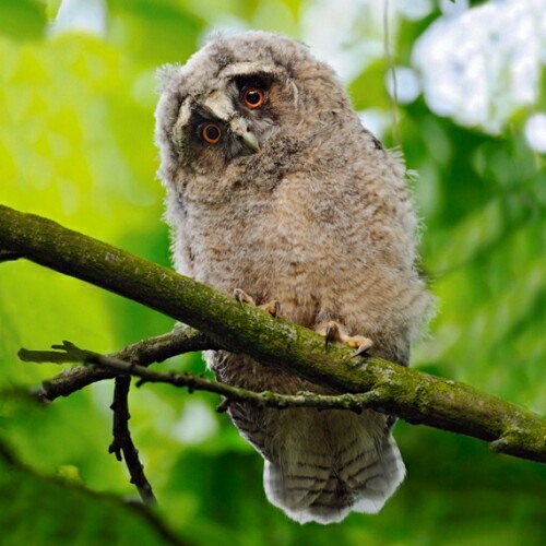Stream Le Cri De Mon Jeune Hibou Moyen Duc A 09 Sec Et 29 Sec By Katbrisson Listen Online For Free On Soundcloud Stream Le Cri De Mon Jeune Hibou Moyen Duc A 09 Sec Et 29 Sec By Katbrisson Listen Online For Free On Soundcloud