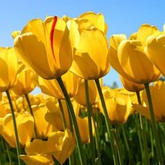 Liza Aulia - Kutidhieng