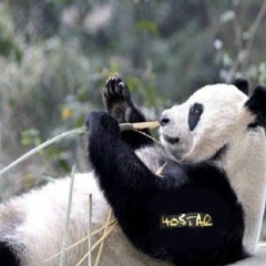 40 Pandas Everywhere